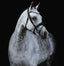 Lumiere Abigail Convertible Leather Bridle