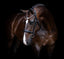 Lumiere Athens Leather Snaffle Bridle