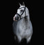 Lumiere Arcadia Hanoverian Luxury Leather Bridle