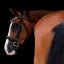 Lumiere Amie Cavesson Rolled Leather Bridle
