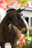 Lumiere Ariana Double Bridle