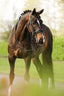 Lumiere Ariana Double Bridle