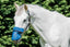 Flair Sola Shade Nose Guard Miniture - Equine Horse Wear