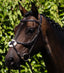 Premier Equine Glorioso Grackle Bridle