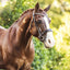 Lumiere Anastasia Convertible Leather Bridle