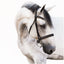 Lumiere Milan Convertible Leather Bridle