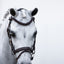Lumi Pony Delaney Leather Bridle