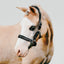 Lumi Pony Vegas Glitter Leather Halter - Equine Horse Wear