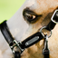 Lumi Pony Vegas Glitter Leather Halter - Equine Horse Wear