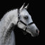 Lumiere Alize Leather Halter - Equine Horse Wear