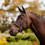 Lumiere Arcadia Cavesson Luxury Leather Bridle - Equine Horse Wear