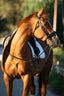 Lumiere Arcadia Cavesson Luxury Leather Bridle - Equine Horse Wear