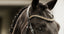 Lumiere Ariana Browband - Equine Horse Wear