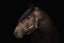 Lumiere Bella Leather Halter - Equine Horse Wear