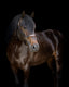 Lumiere Bella Leather Halter - Equine Horse Wear