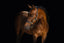 Lumiere Bella Leather Halter - Equine Horse Wear