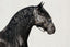 Lumiere Bella Leather Halter - Equine Horse Wear