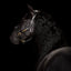 Lumiere Bella Leather Halter - Equine Horse Wear