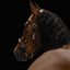 Lumiere Bella Leather Halter - Equine Horse Wear