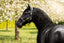 Lumiere Bella Leather Halter - Equine Horse Wear