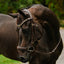 Lumiere Dallas Bridle - Equine Horse Wear