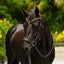 Lumiere Dallas Bridle - Equine Horse Wear