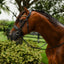 Lumiere Delta Cavesson Bridle - Equine Horse Wear