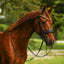 Lumiere Delta Cavesson Bridle - Equine Horse Wear