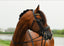 Lumiere Delta Double Bridle - Equine Horse Wear