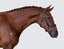Lumiere Demi Bridle - Equine Horse Wear