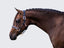 Lumiere Hollywood Leather Halter - Equine Horse Wear