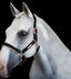 Lumiere Hollywood Leather Halter - Equine Horse Wear