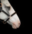 Lumiere Hollywood Leather Halter - Equine Horse Wear