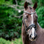 Lumiere Melodie Patent Bridle - Equine Horse Wear
