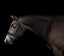 Lumiere Mercury Bridle - Equine Horse Wear