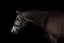 Lumiere Mercury Bridle - Equine Horse Wear