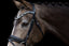 Lumiere Mercury Bridle - Equine Horse Wear
