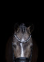 Lumiere Mercury Bridle - Equine Horse Wear