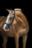 Lumiere Mila Anatomic Leather Bridle - Equine Horse Wear