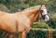 Lumiere Mila Anatomic Leather Bridle - Equine Horse Wear