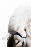 Lumiere Milan Convertible Leather Bridle - Equine Horse Wear