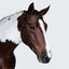 Lumiere Sansa Nosbeandless Bridle - Equine Horse Wear