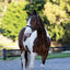 Lumiere Santiago Bitless Bridle - Equine Horse Wear