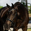 Lumiere Saphira Snaffle - Equine Horse Wear