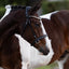 Lumiere Seline Bitless Bridle - Equine Horse Wear
