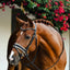 Lumiere Sibella Snaffle Bridle - Equine Horse Wear