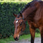 Lumiere Sienna Nosbeandless Bridle - Equine Horse Wear