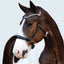 Lumiere Symphony Bitless Bridle - Equine Horse Wear