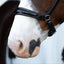 Lumiere Symphony Bitless Bridle - Equine Horse Wear