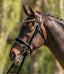 Lumiere Adeline Hanoverian Leather Bridle